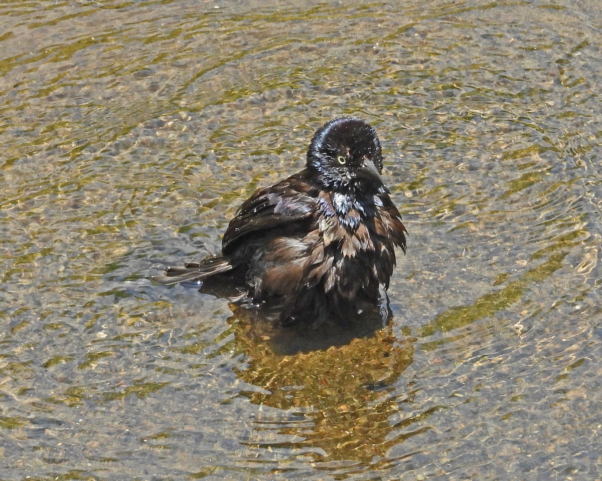 Common Grackle - ML620684718