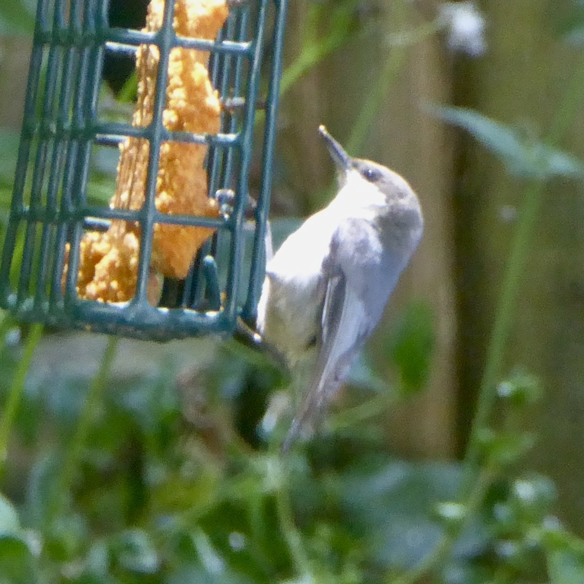 Pygmy Nuthatch - ML620684719