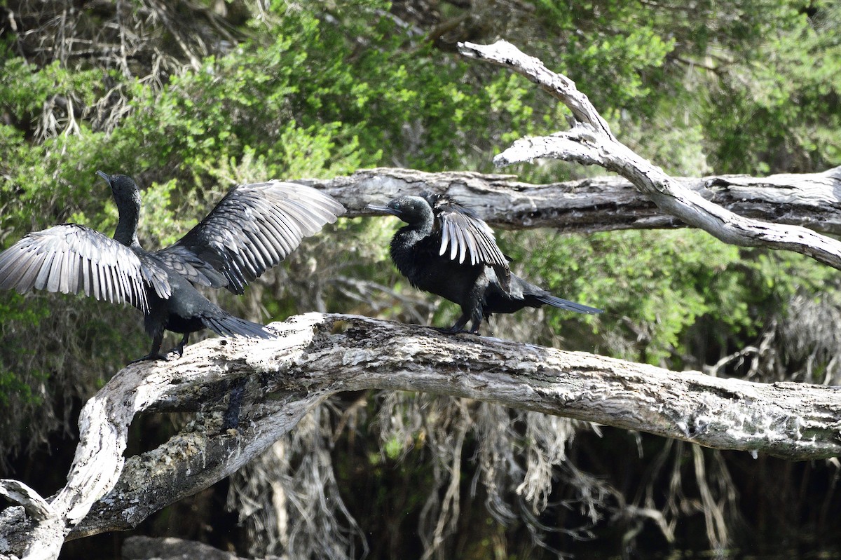 Little Black Cormorant - Ken Crawley