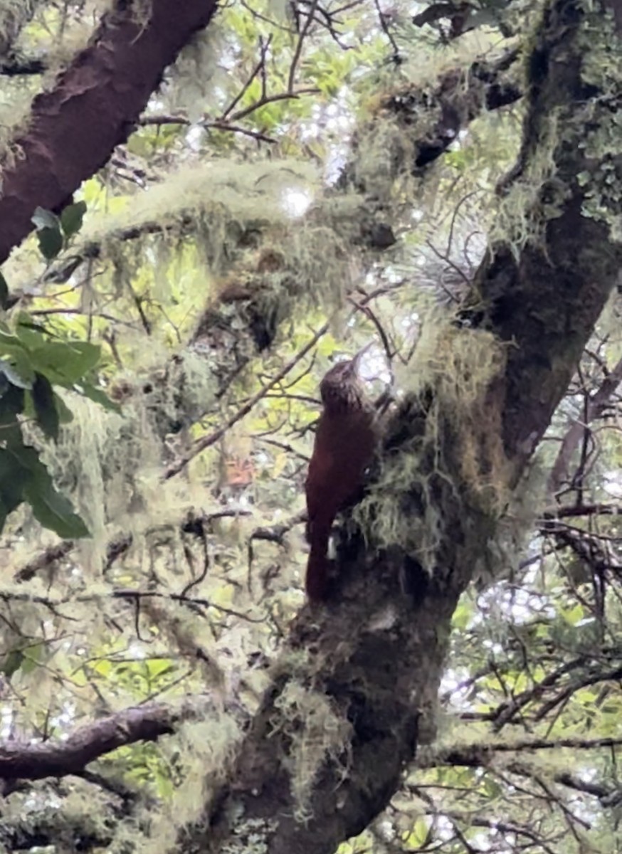 Spot-crowned Woodcreeper - ML620684722