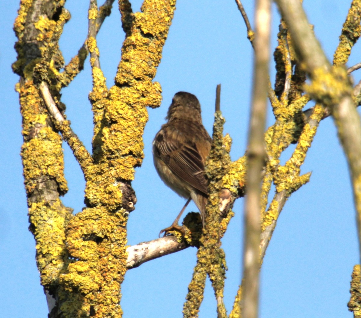 Sedge Warbler - ML620684724