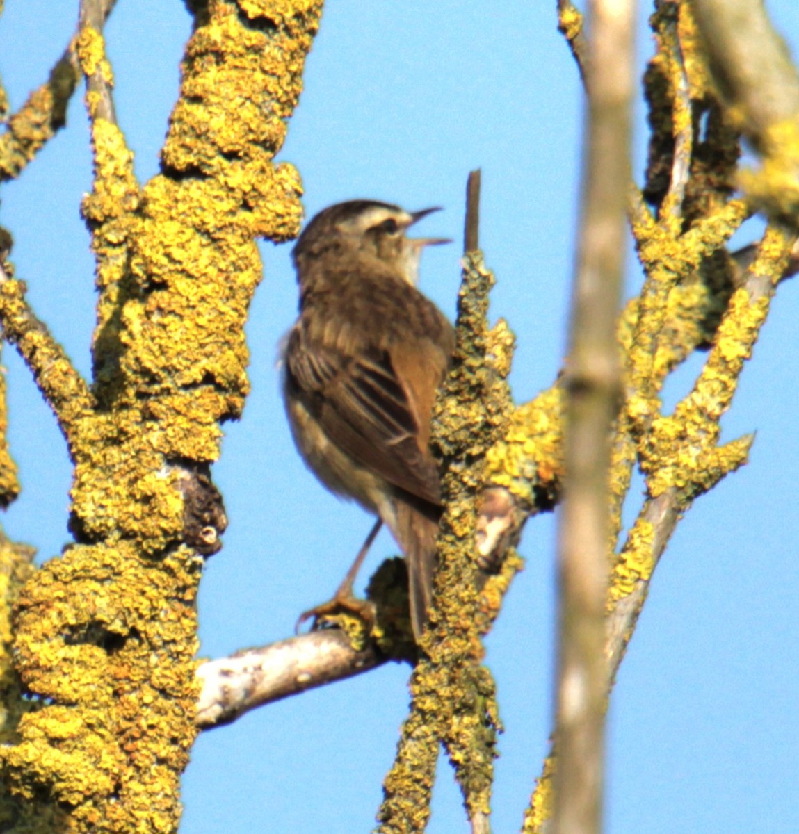 Sedge Warbler - ML620684725