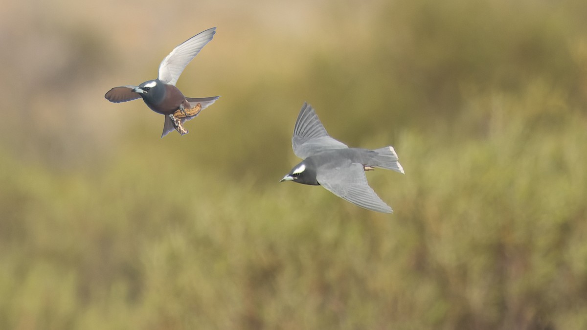 White-browed Woodswallow - ML620684726