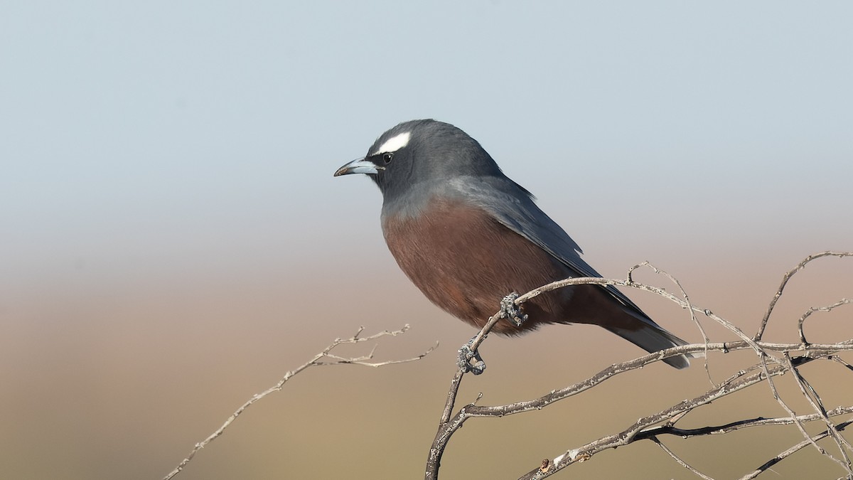 White-browed Woodswallow - ML620684727