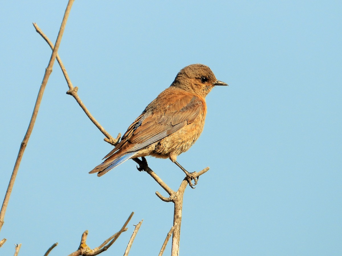 Western Bluebird - Carol Ann Krug Graves