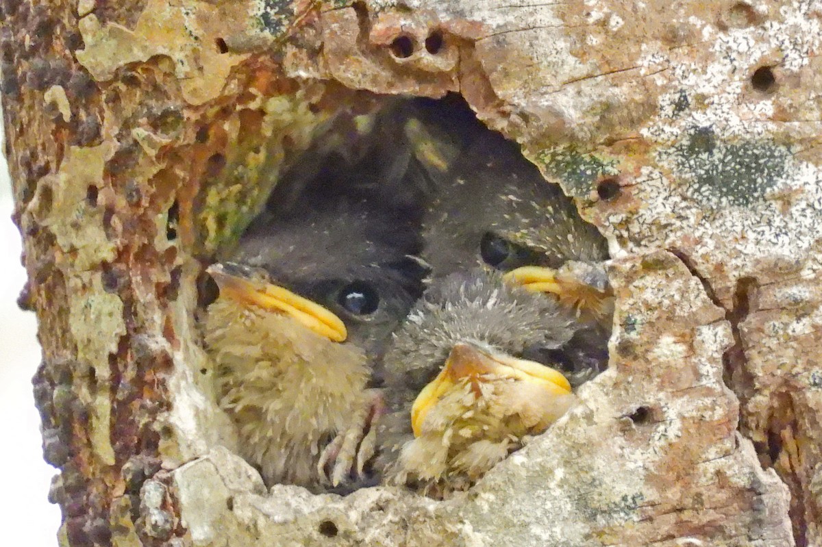 Golondrina Bicolor - ML620684737