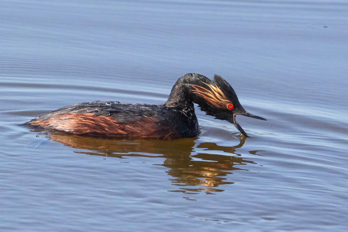 Eared Grebe - John Scharpen