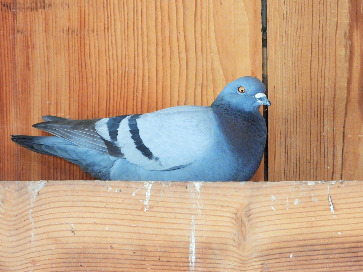 Rock Pigeon (Feral Pigeon) - ML620684743