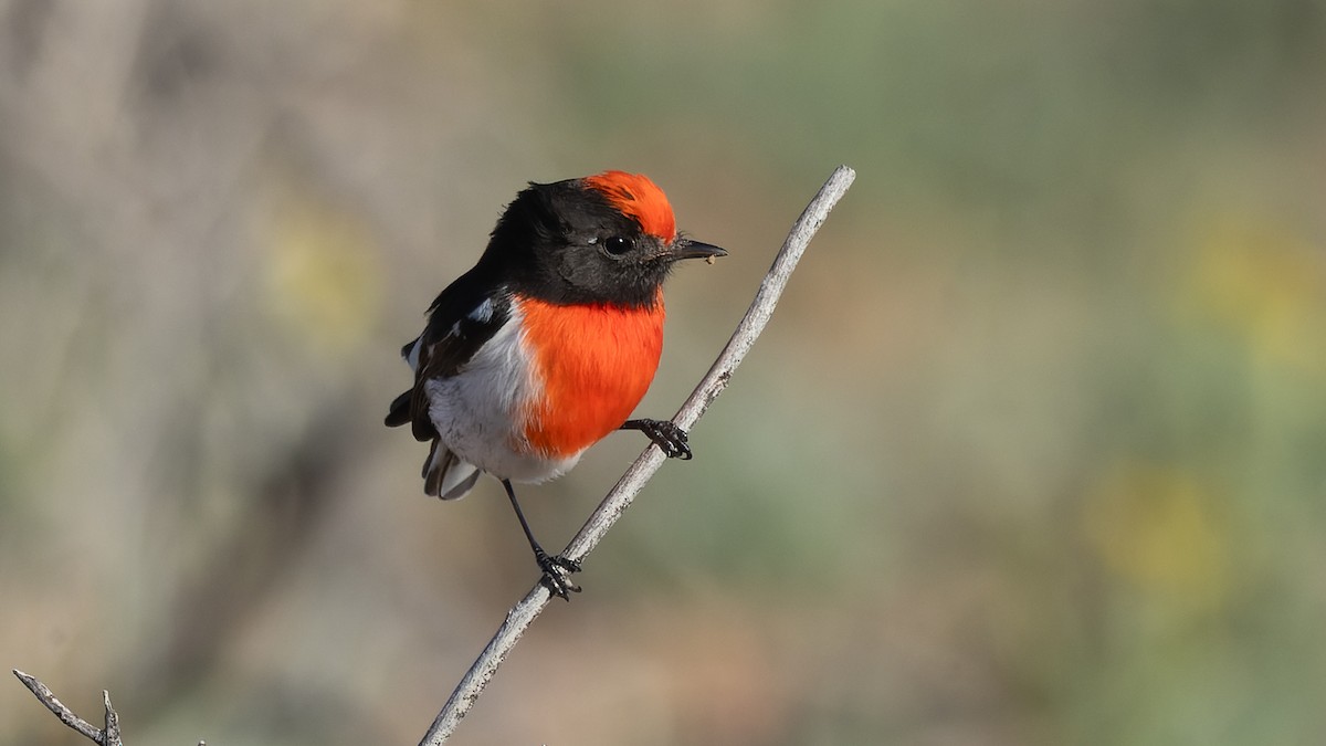 Red-capped Robin - David Newell