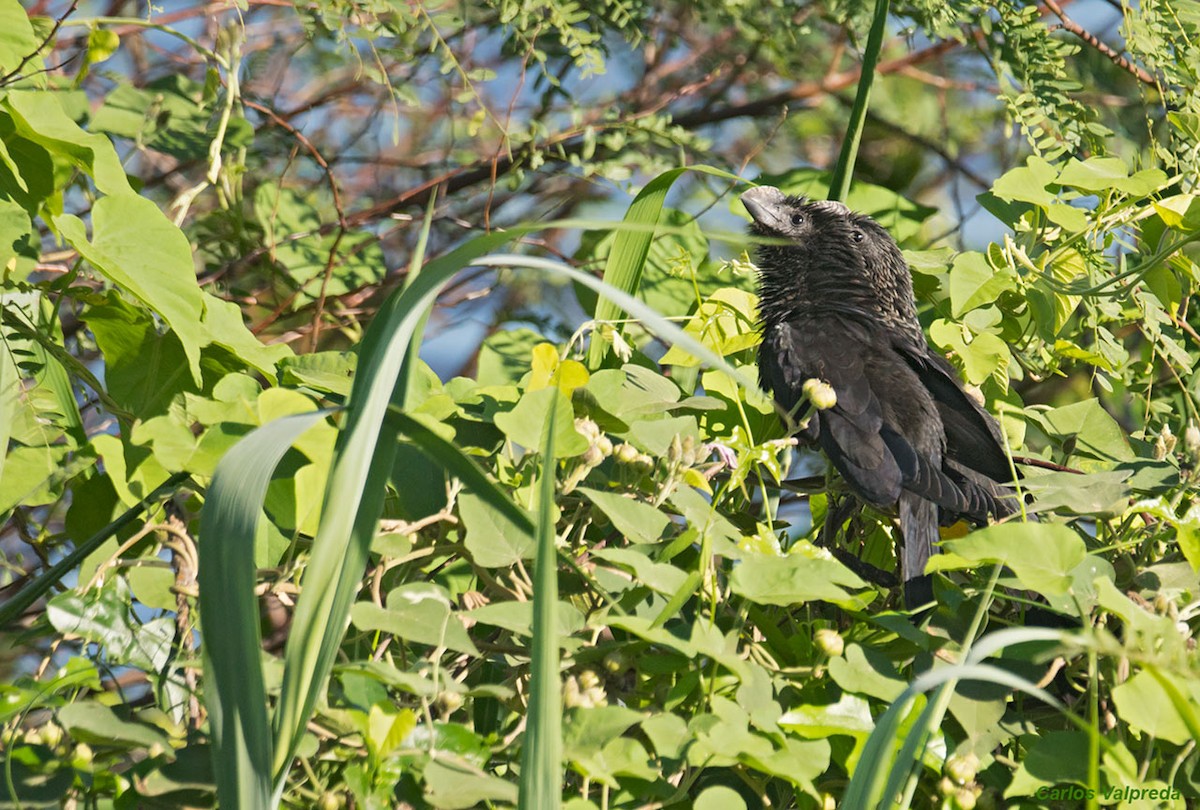 Smooth-billed Ani - ML620684746