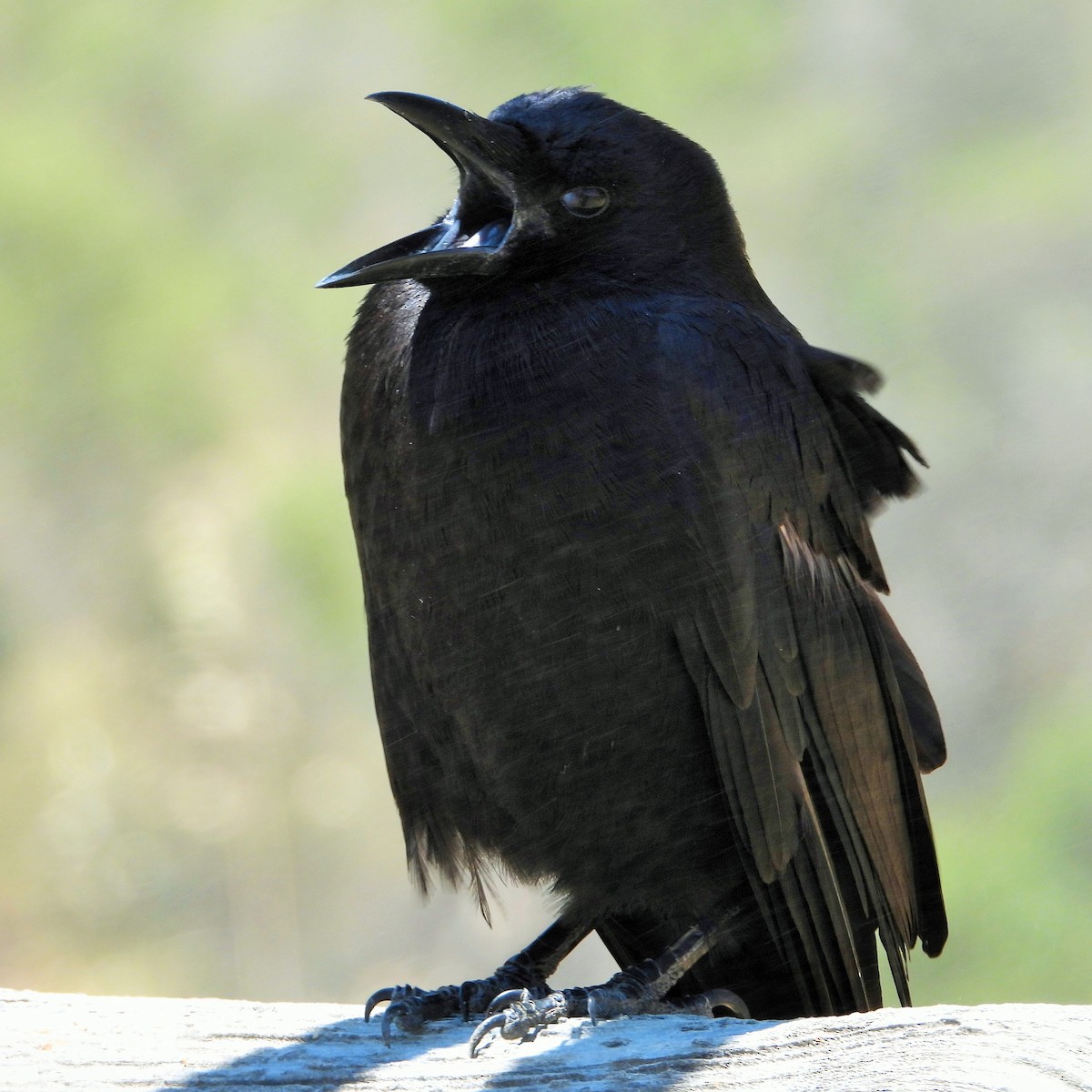 American Crow - ML620684747