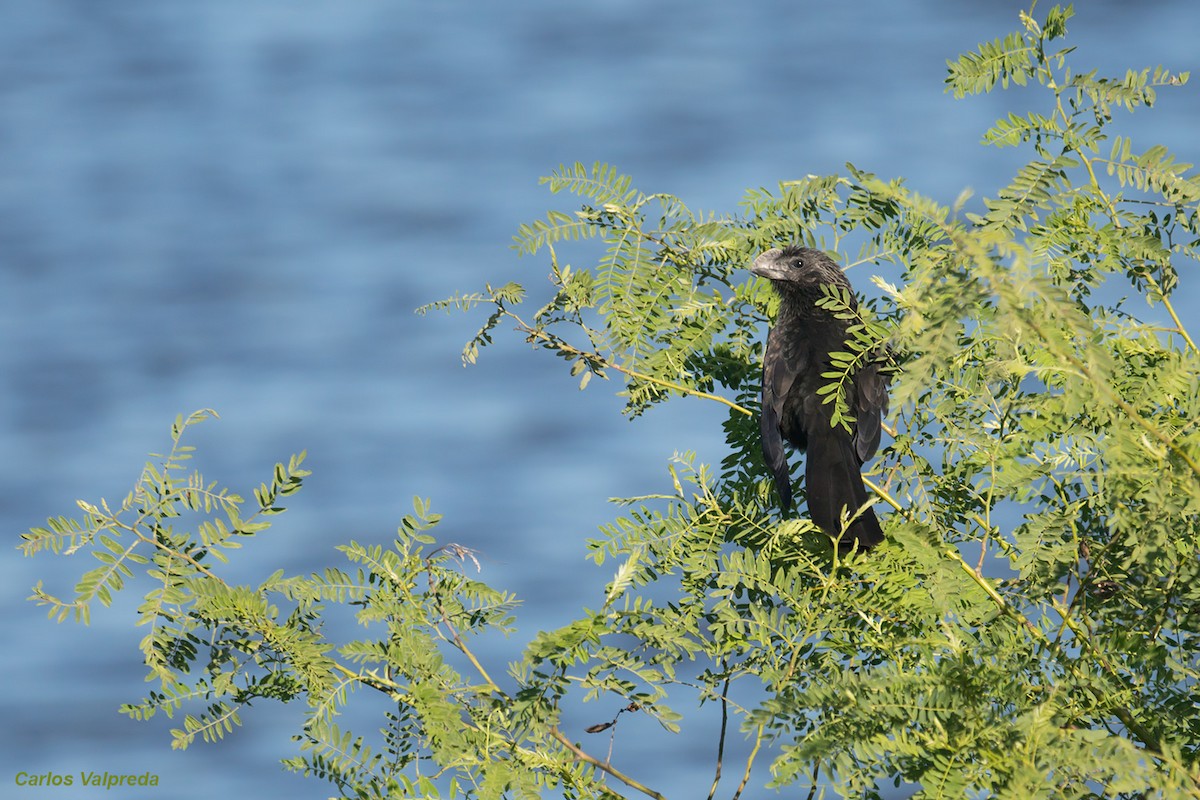 Smooth-billed Ani - ML620684756