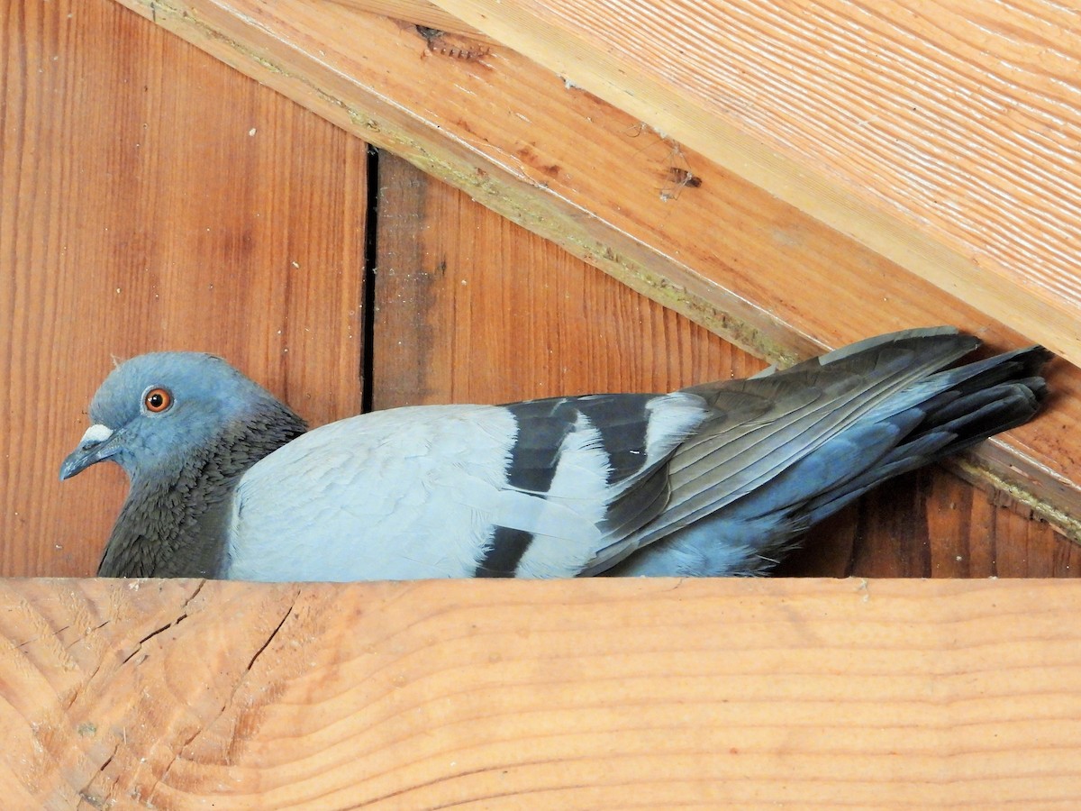 Rock Pigeon (Feral Pigeon) - ML620684757