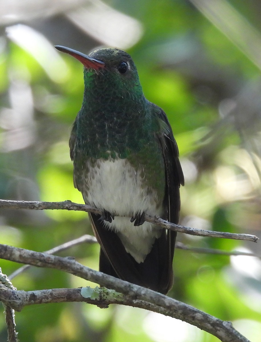 Glittering-throated Emerald - ML620684761