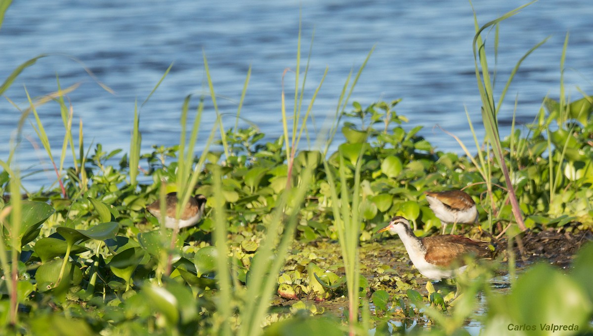 Jacana Suramericana - ML620684765