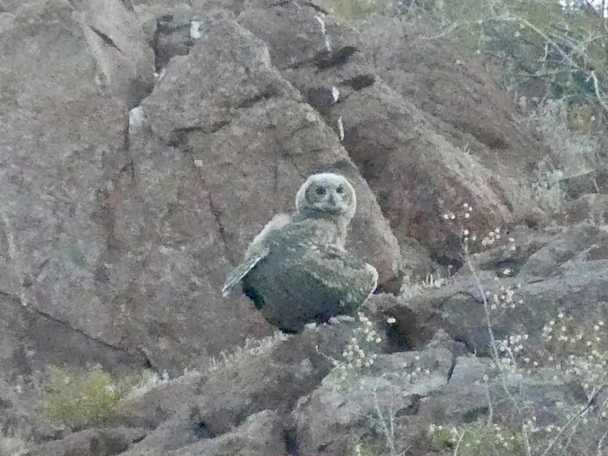 Great Horned Owl - ML620684767