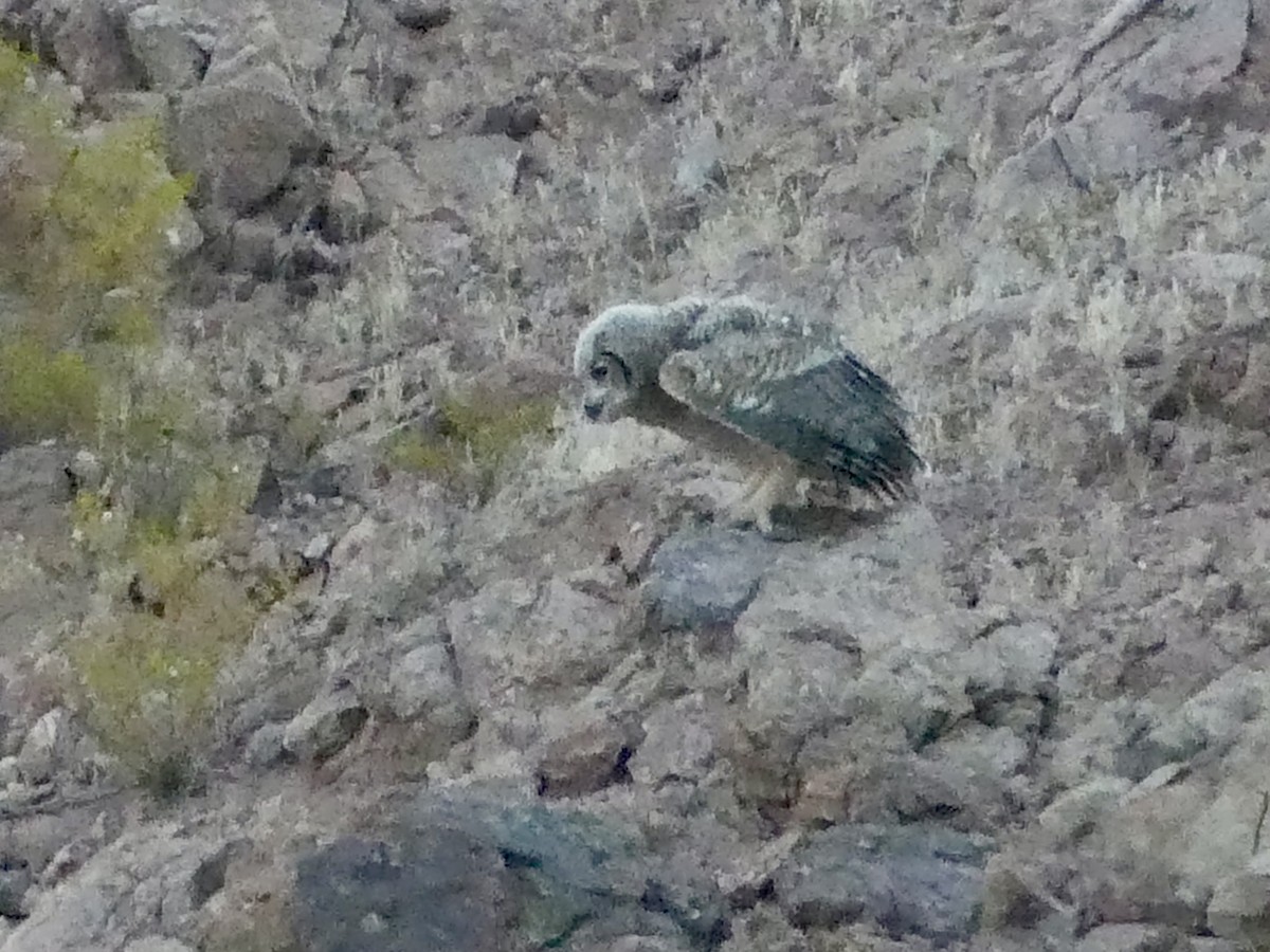 Great Horned Owl - ML620684772