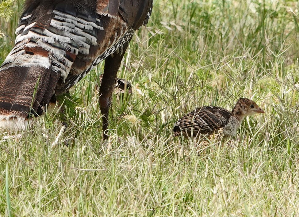 Wild Turkey - ML620684777