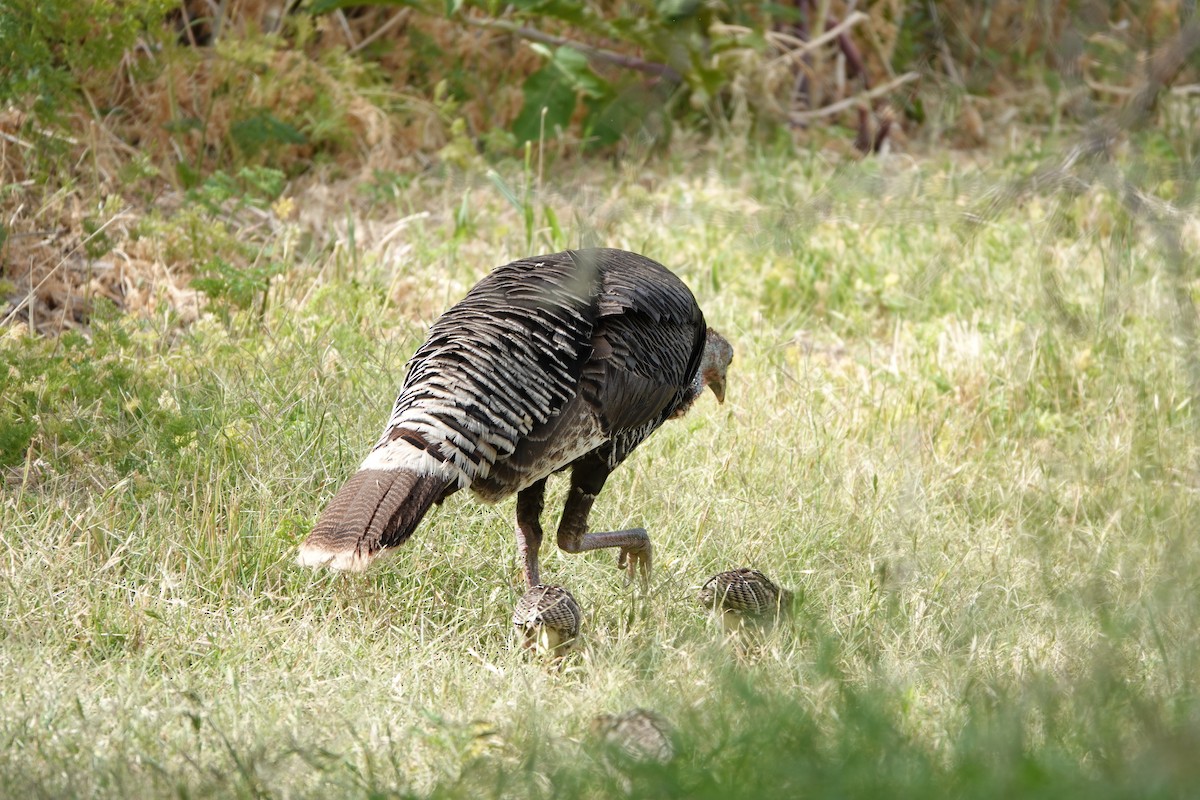 Wild Turkey - ML620684778