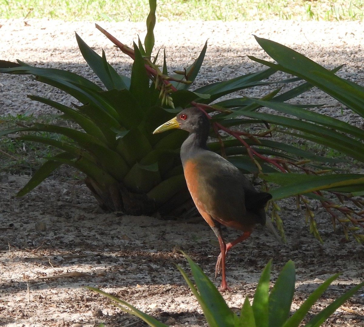 Gray-cowled Wood-Rail - ML620684779