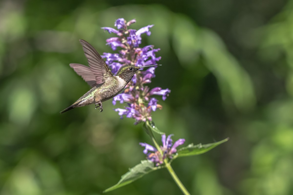 Colibrí Gorjirrubí - ML620684784