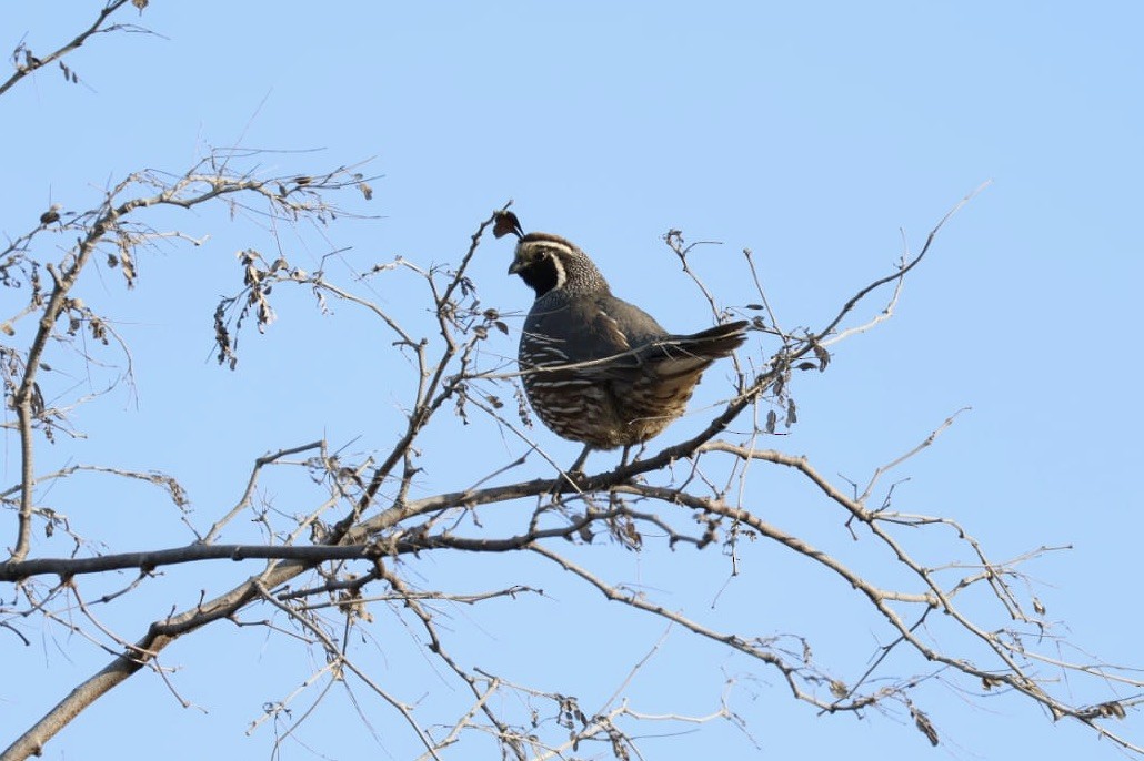 California Quail - ML620684786