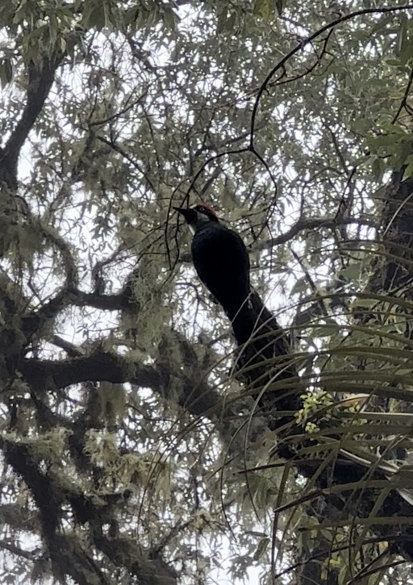 Acorn Woodpecker - ML620684789