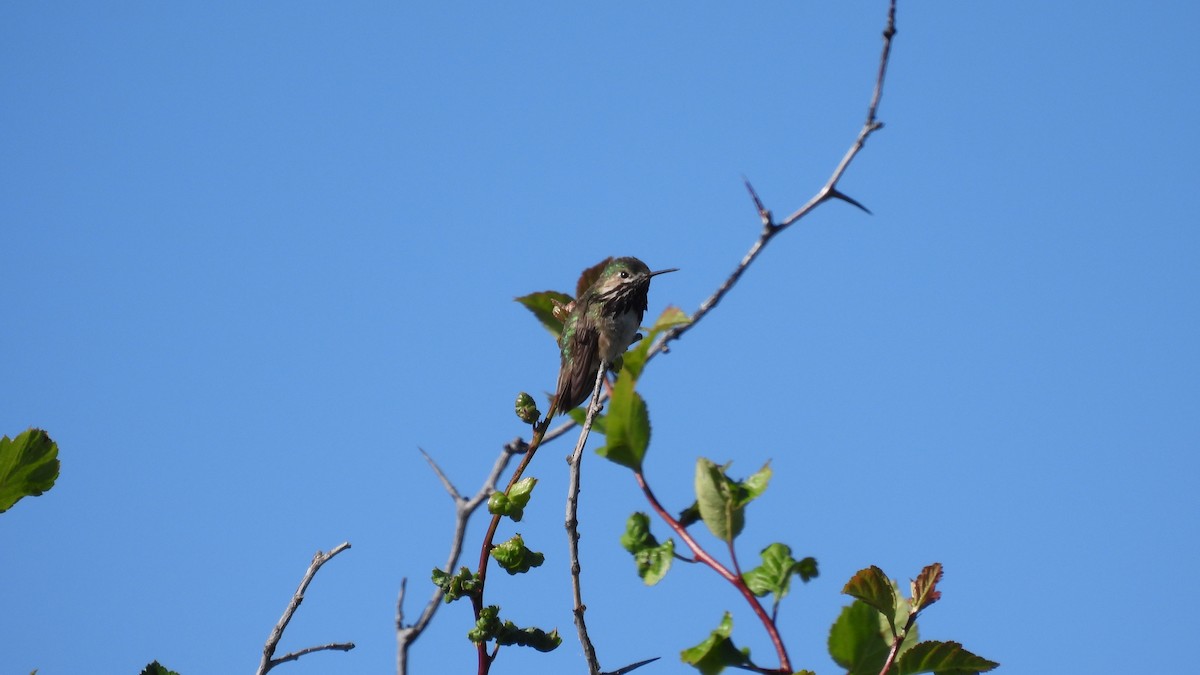 Calliope Hummingbird - ML620684790