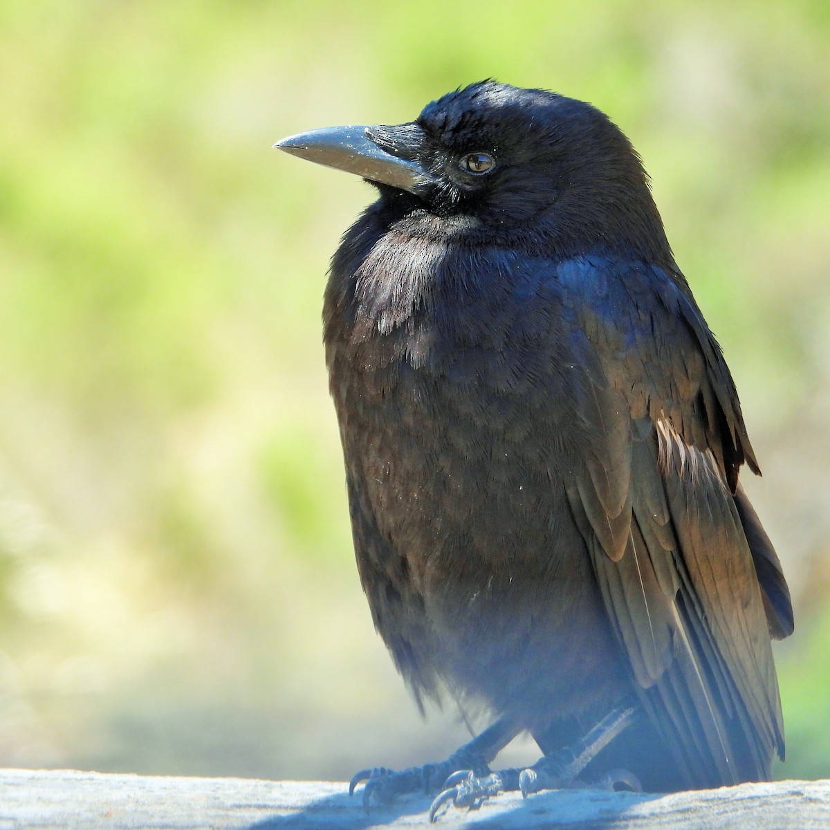 American Crow - ML620684793