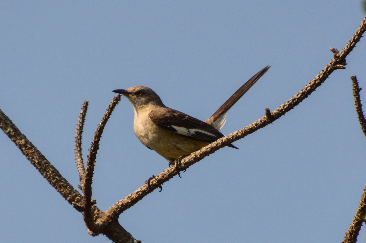 Northern Mockingbird - ML620684803