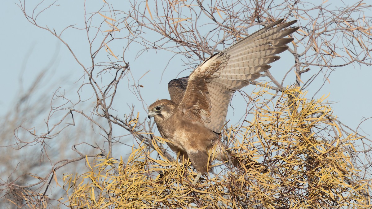 Brown Falcon - David Newell