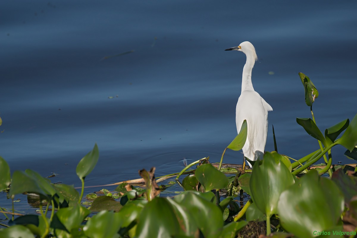 Snowy Egret - ML620684811