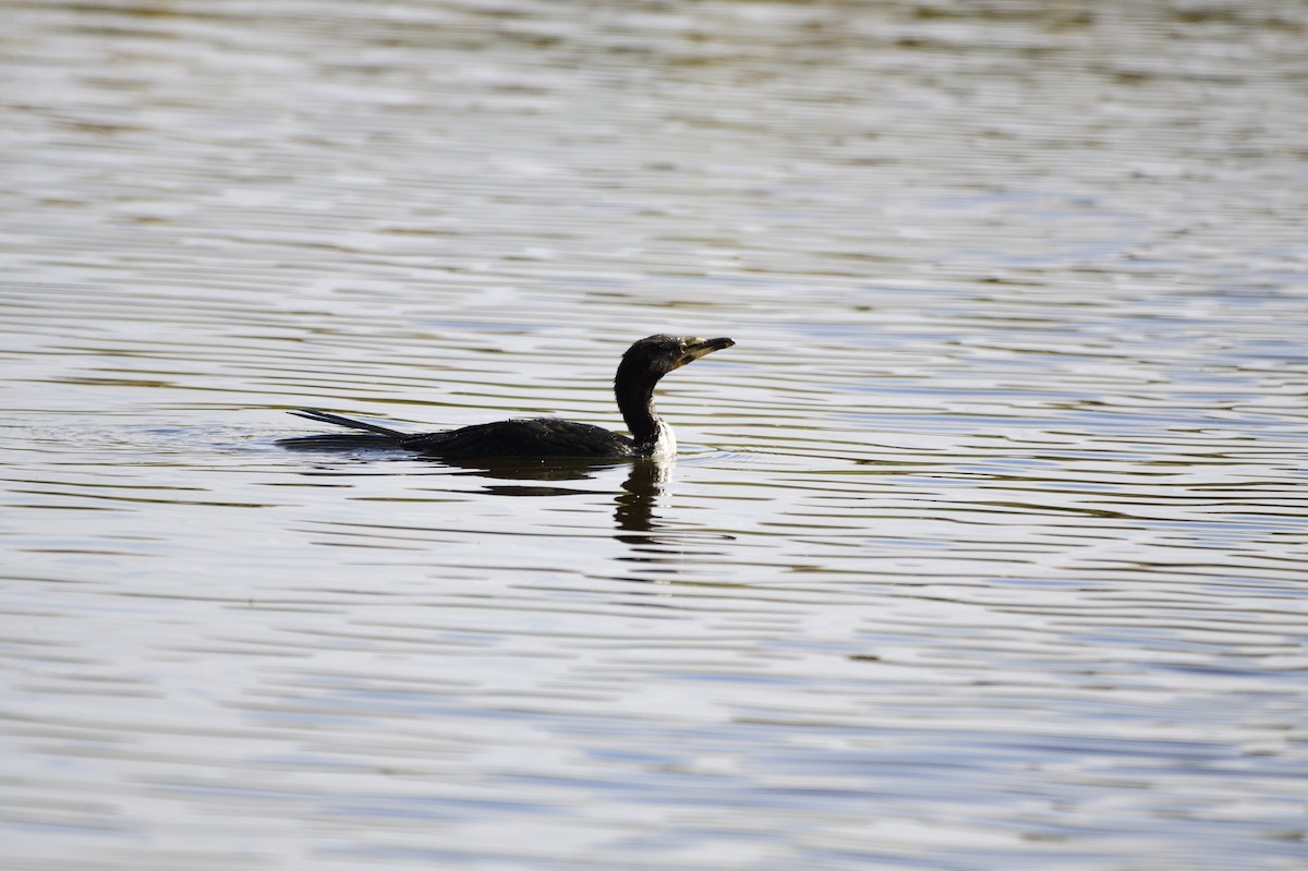 Great Cormorant - ML620684816