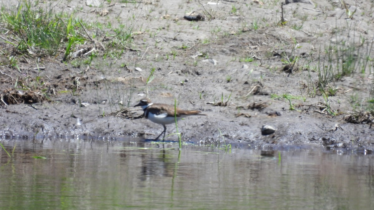 Killdeer - ML620684817