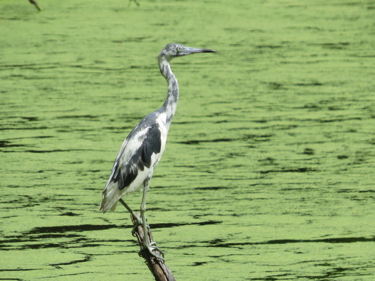 Little Blue Heron - ML620684818