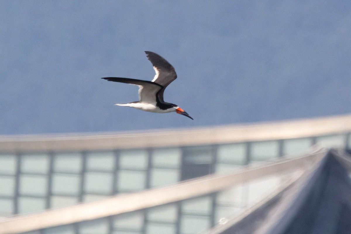 Black Skimmer - ML620684819