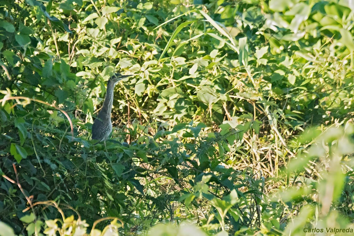 Striated Heron - ML620684822