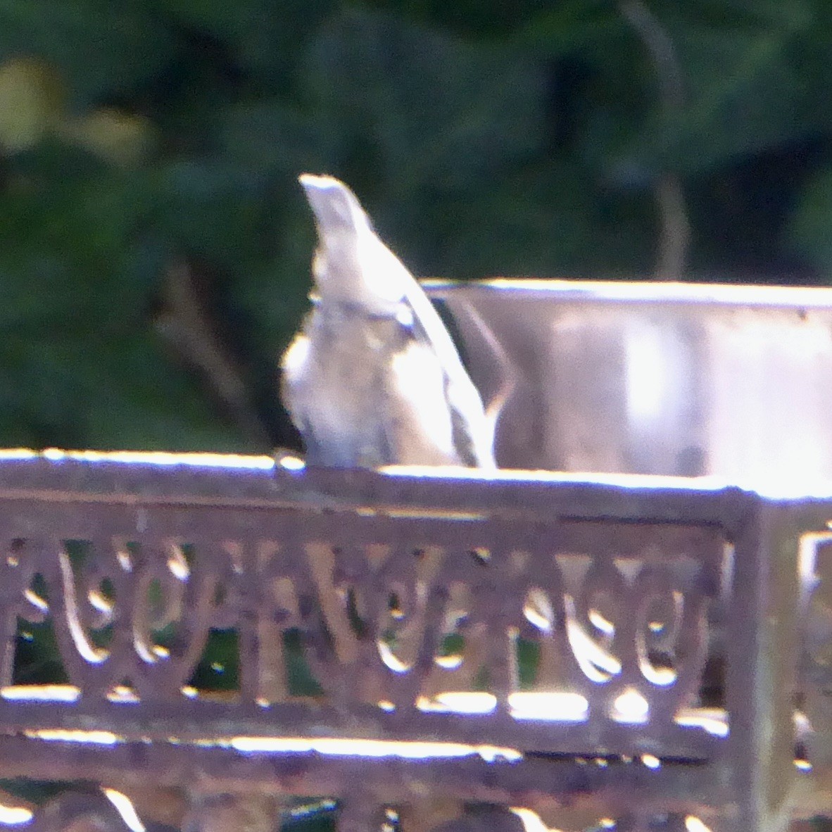 Pygmy Nuthatch - ML620684826