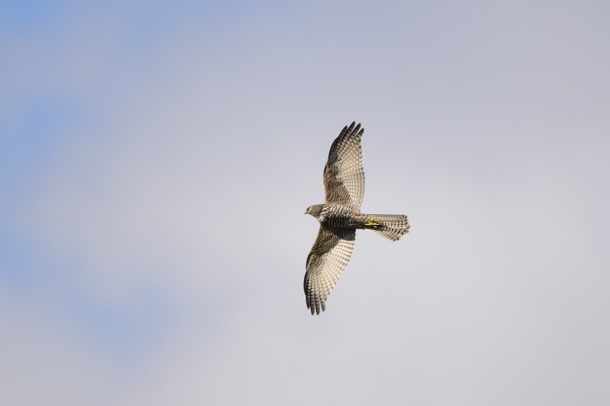 Brown Goshawk - ML620684828