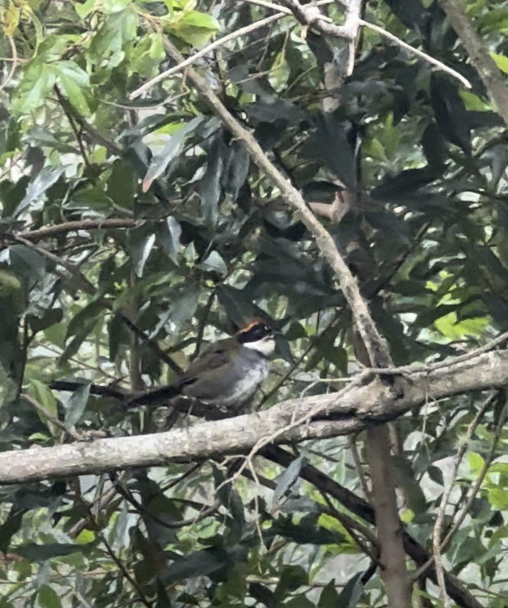 Chestnut-capped Brushfinch (Chestnut-capped) - ML620684829