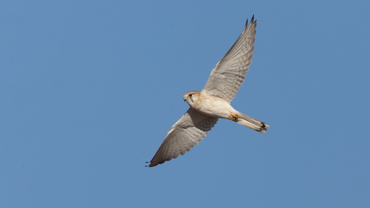 Nankeen Kestrel - David Newell