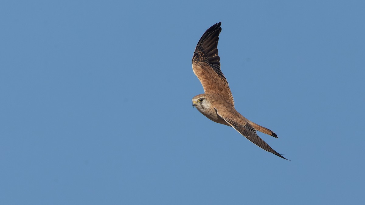 Nankeen Kestrel - ML620684831