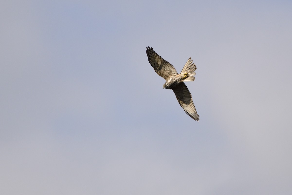 Brown Goshawk - ML620684832