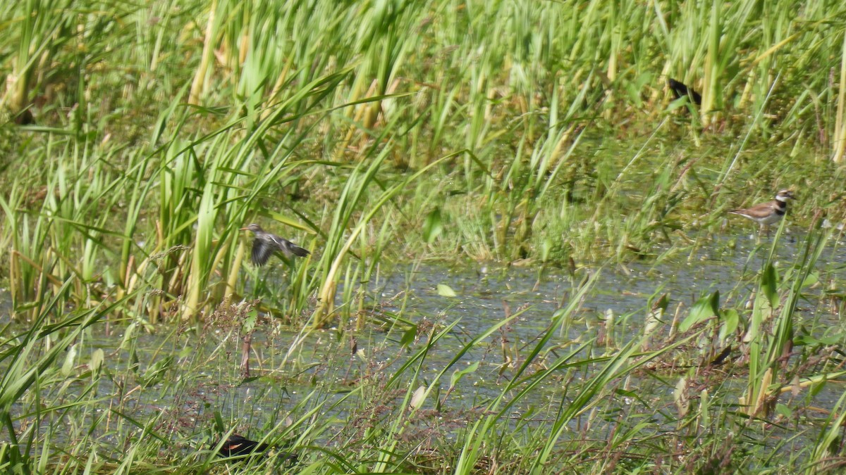 Spotted Sandpiper - ML620684833