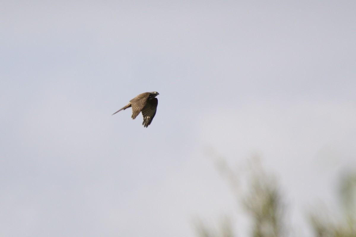 Brown Goshawk - ML620684835