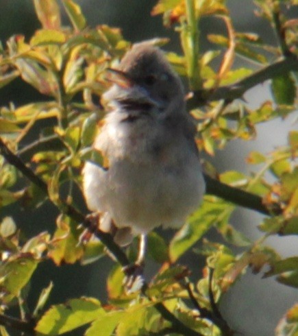 Greater Whitethroat - ML620684836