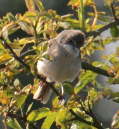 Greater Whitethroat - ML620684838