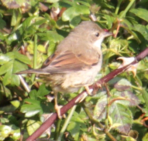 Greater Whitethroat - ML620684839