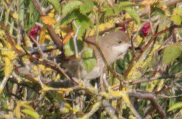 Greater Whitethroat - ML620684840