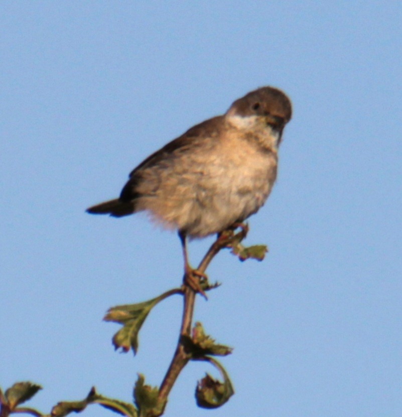 Greater Whitethroat - ML620684845